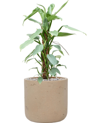 Philodendron 'Silver Queen' en Rough