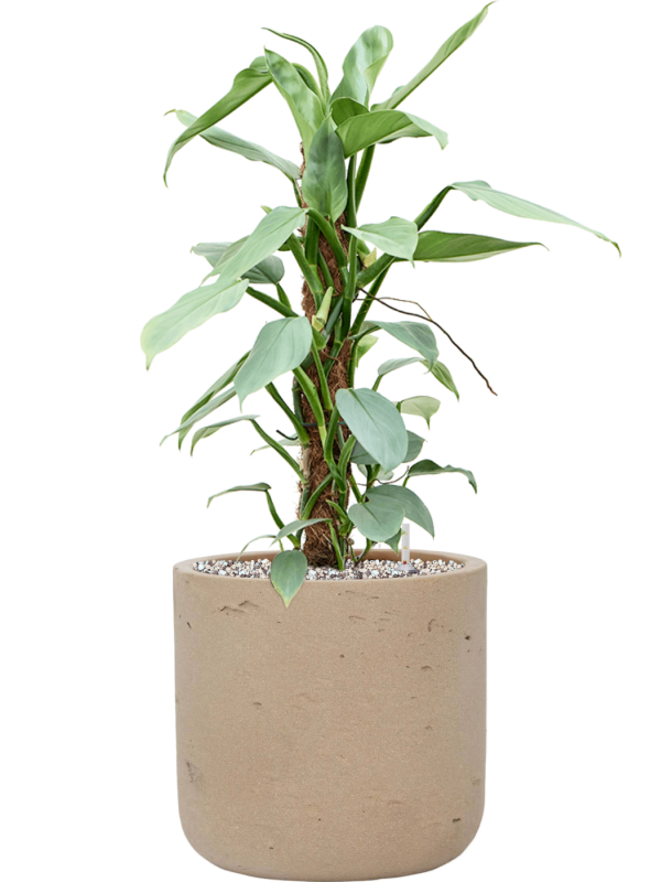 Philodendron 'Silver Queen' en Rough, Pottery Pots