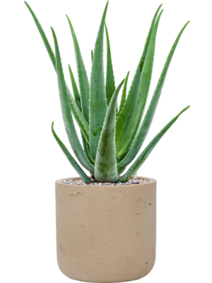 Aloe vera barbadensis en Rough