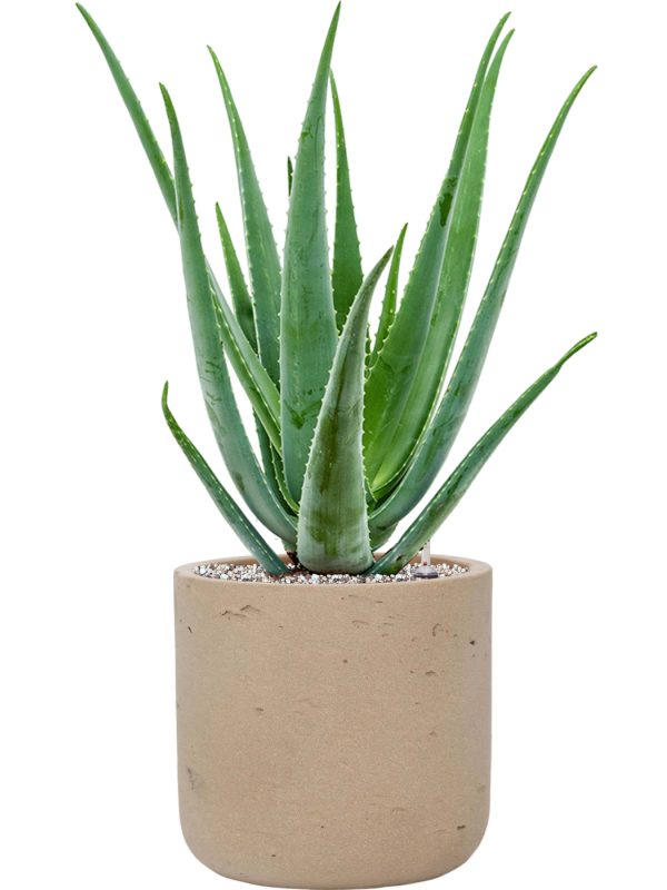 Aloe vera barbadensis en Rough, Pottery Pots