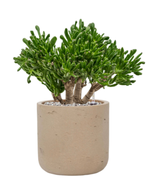 Crassula ovata 'Horntree' en Rough