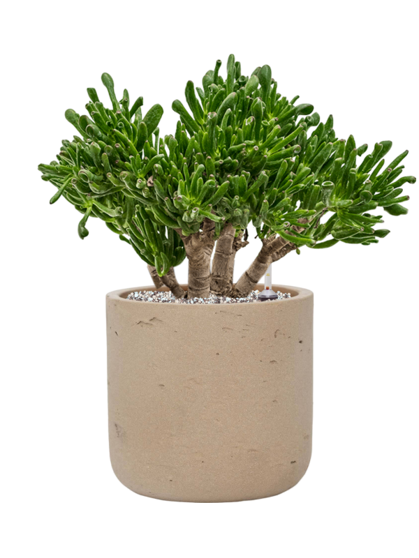 Crassula ovata 'Horntree' en Rough, Pottery Pots