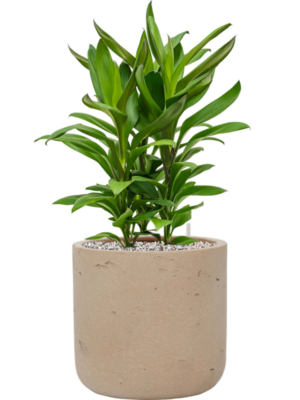 Cordyline fruticosa' Glauca' en Rough