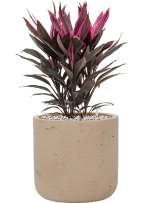 Cordyline fruticosa 'Tango' en Rough