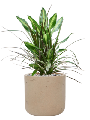 Dracaena combo en Rough