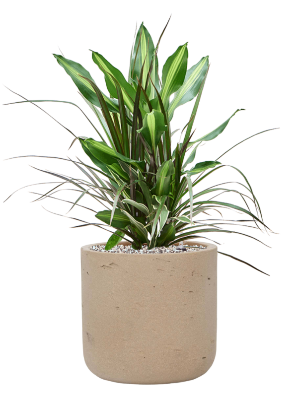 Dracaena combo en Rough, Pottery Pots