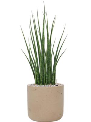 Sansevieria cylindrica 'Fernwood Mikado' en Rough