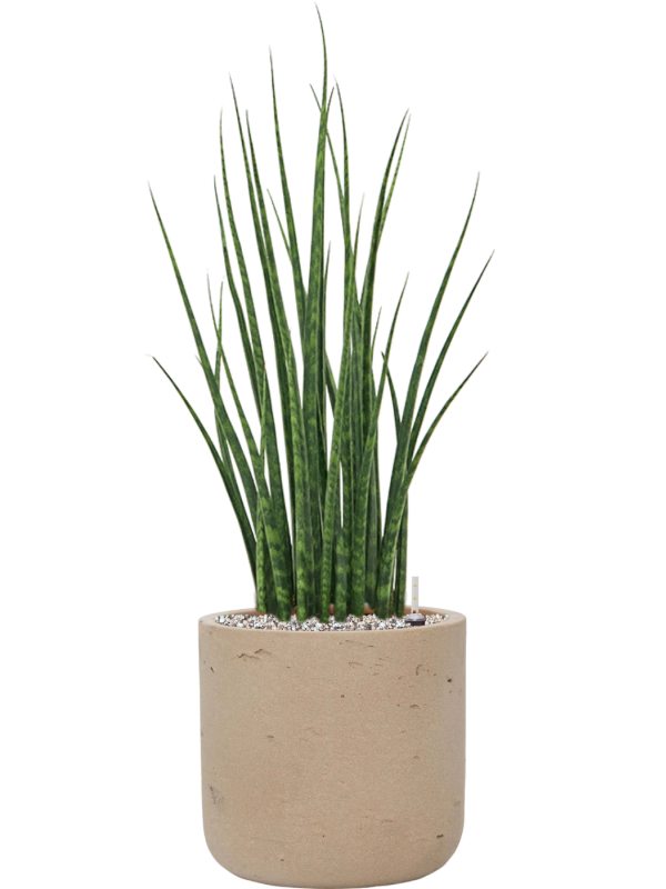 Sansevieria cylindrica 'Fernwood Mikado' en Rough, Pottery Pots
