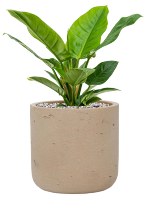 Philodendron 'Imperial Green' en Rough