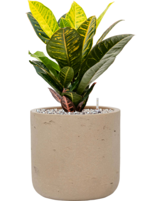 Croton (Codiaeum) variegatum 'Petra' en Rough