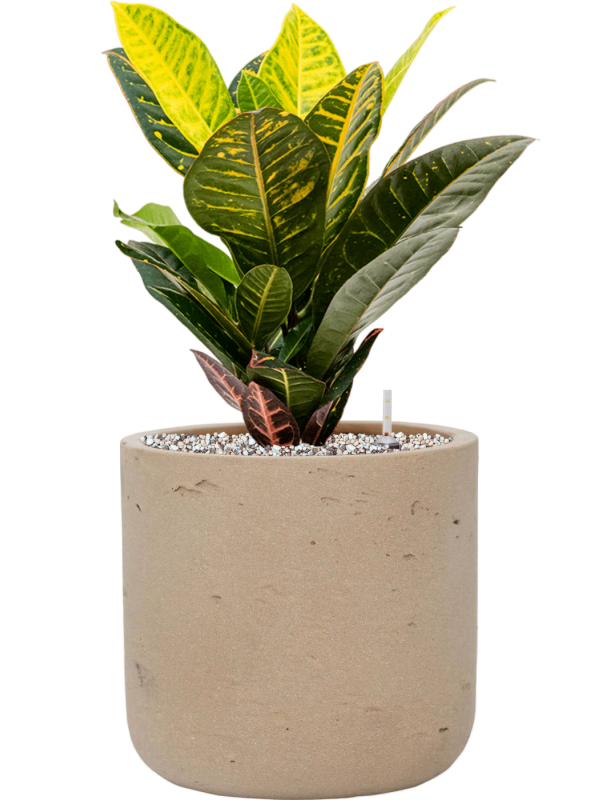 Croton (Codiaeum) variegatum 'Petra' en Rough, Pottery Pots