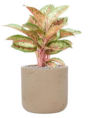Aglaonema 'Painted Celebration' en Rough
