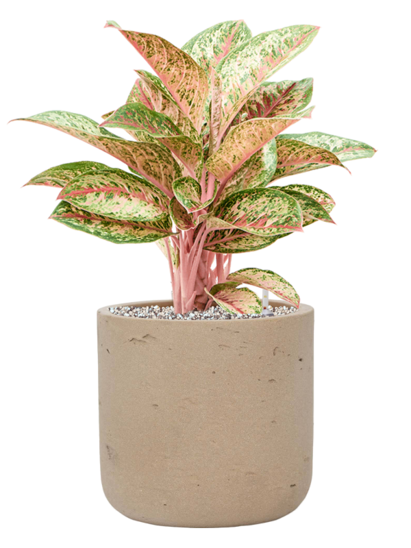 Aglaonema 'Painted Celebration' en Rough, Pottery Pots