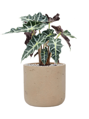 Alocasia 'Polly' en Rough