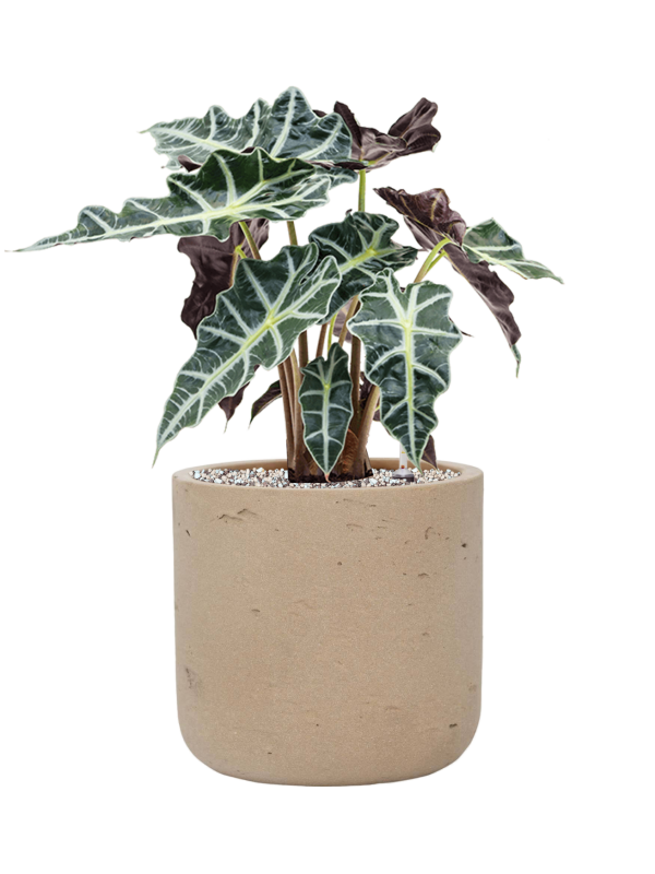 Alocasia 'Polly' en Rough, Pottery Pots