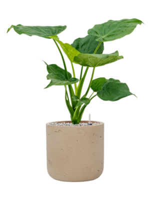 Alocasia cucullata en Rough