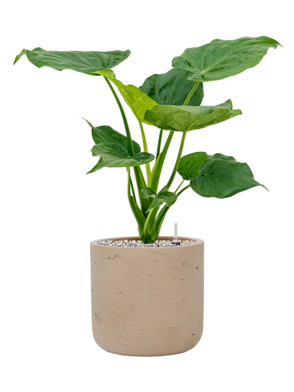 Alocasia cucullata en Rough, Pottery Pots