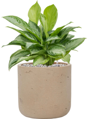 Aglaonema 'Silver Bay' en Rough