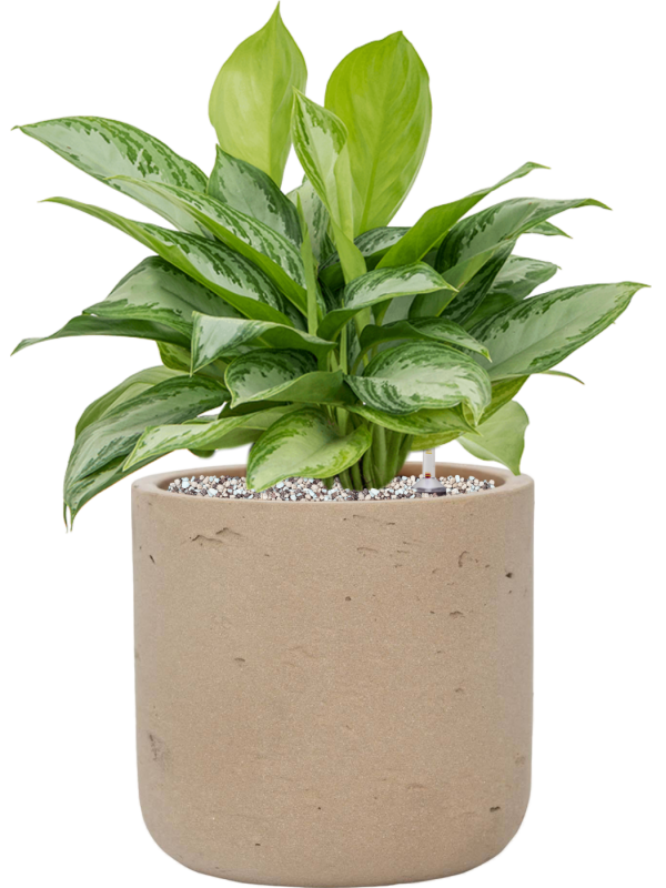 Aglaonema 'Silver Bay' en Rough, Pottery Pots