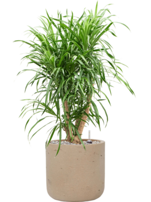 Pleomele (Dracaena) 'Anita Variegata' en Rough