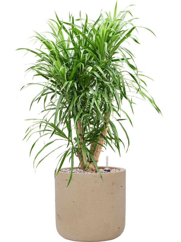 Pleomele (Dracaena) 'Anita Variegata' en Rough, Pottery Pots