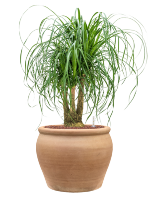 Beaucarnea recurvata en Terra Antica