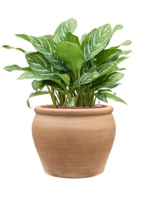 Aglaonema 'Stripes' en Terra Antica