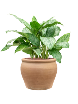 Aglaonema 'Chantal' en Terra Antica