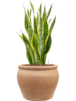 Sansevieria trifasciata 'Laurentii' en Terra Antica