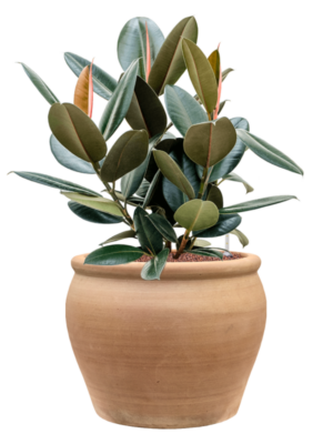 Ficus elastica 'Abidjan' en Terra Antica