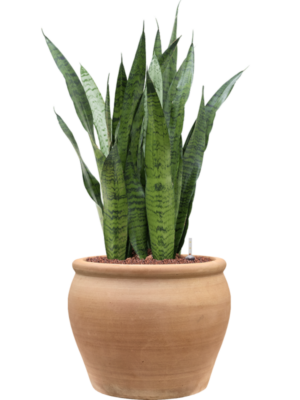 Sansevieria zeylanica en Terra Antica
