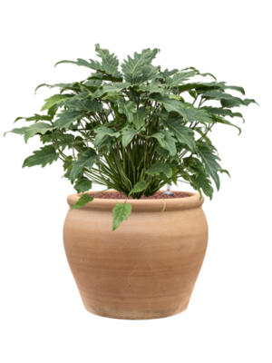 Philodendron 'Xanadu' en Terra Antica