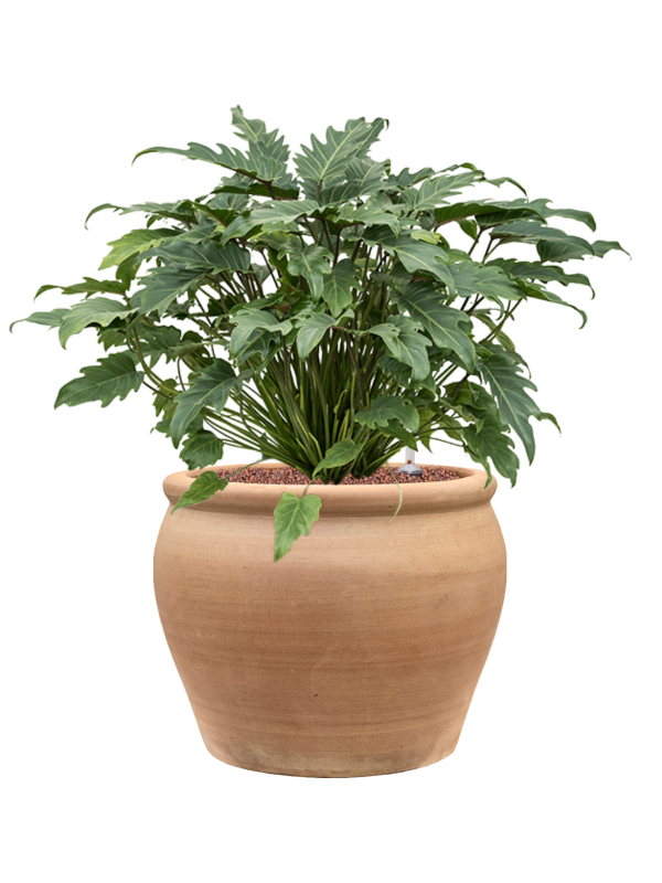 Philodendron 'Xanadu' en Terra Antica, Private label