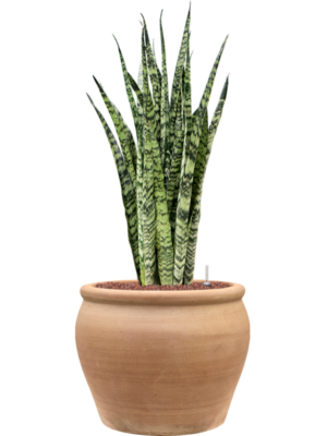 Sansevieria zeylanica en Terra Antica