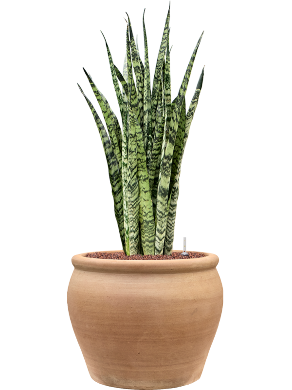 Sansevieria zeylanica en Terra Antica, Private label