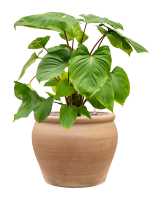 Homalomena rubescens 'Maggy en Terra Antica