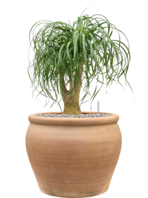 Beaucarnea recurvata en Terra Antica