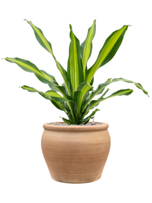 Dracaena fragrans 'Burley' en Terra Antica