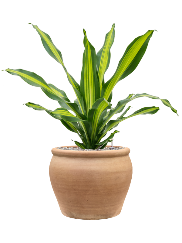 Dracaena fragrans 'Burley' en Terra Antica, Private label