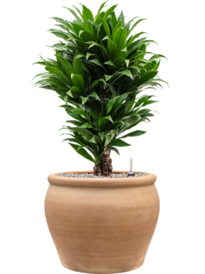 Dracaena fragrans 'Compacta' en Terra Antica