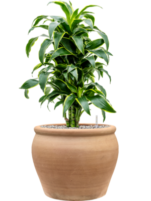 Dracaena fragrans 'Dorado' en Terra Antica