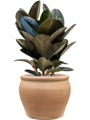 Ficus elastica 'Abidjan' en Terra Antica