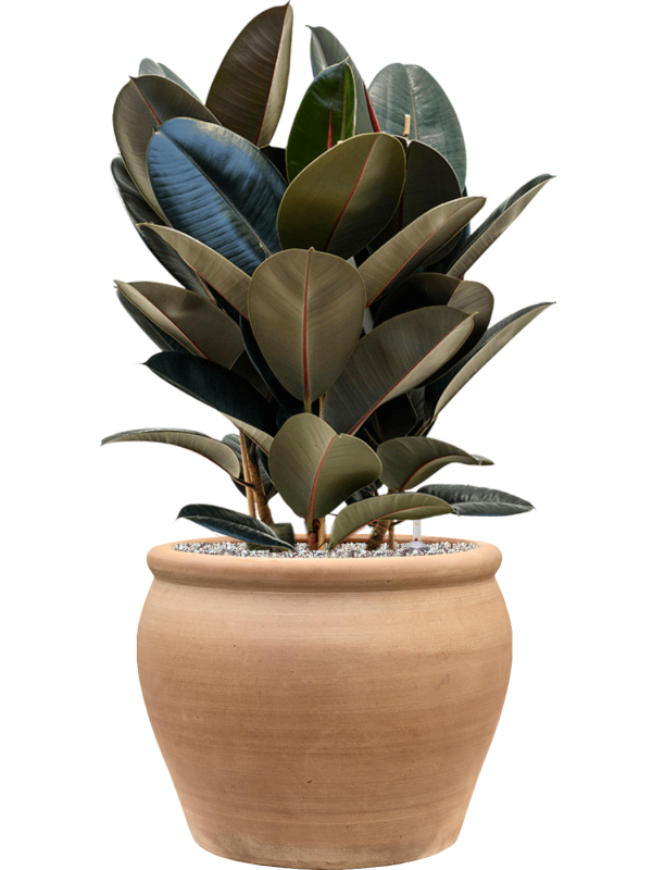 Ficus elastica 'Abidjan' en Terra Antica, Private label