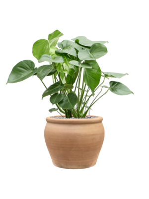 Monstera deliciosa en Terra Antica