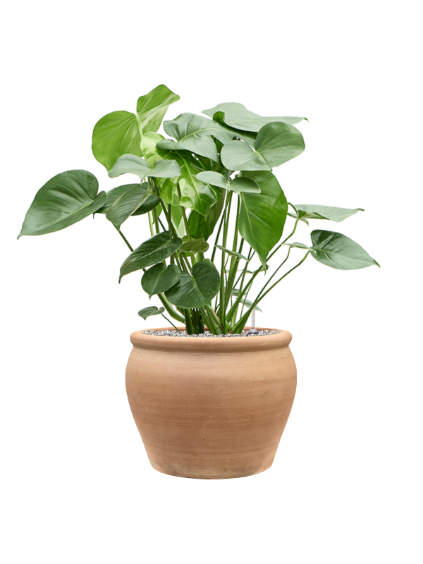 Monstera deliciosa en Terra Antica, Private label