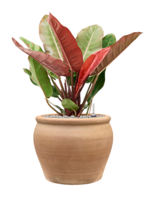 Philodendron 'Prince of Orange' en Terra Antica