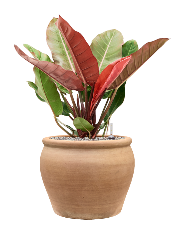 Philodendron 'Prince of Orange' en Terra Antica, Private label