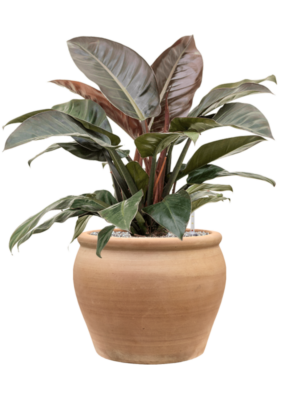 Philodendron 'Imperial Red' en Terra Antica