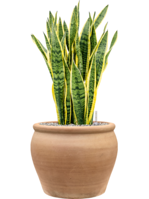 Sansevieria trifasciata 'Laurentii' en Terra Antica