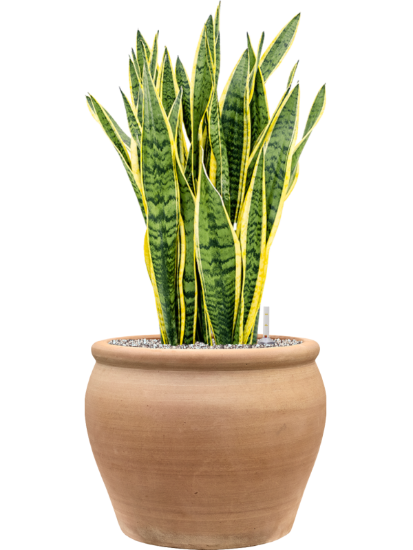 Sansevieria trifasciata 'Laurentii' en Terra Antica, Private label